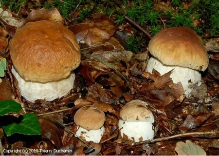 Gobarska razstava